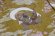 画像3: 鯉口シャツ【和のイベント屋謹製】濃カラシ系風神雷神＋桜 (3)