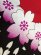 画像8: 急ぐんだ！！襟印刷プリントコミコミ「赤桜」【法被】両衿合計10文字まで衿加工コミコミ (8)